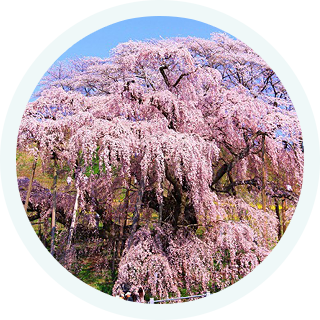 桜開花情報
